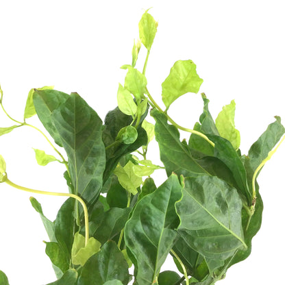 Jasmine, 6in, Belle of India - Floral Acres Greenhouse & Garden Centre