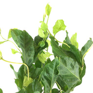 Jasmine, 6in, Belle of India - Floral Acres Greenhouse & Garden Centre