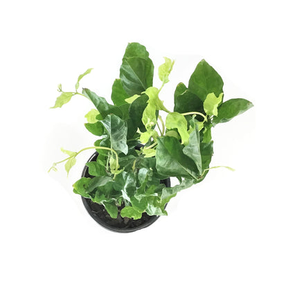 Jasmine, 6in, Belle of India - Floral Acres Greenhouse & Garden Centre