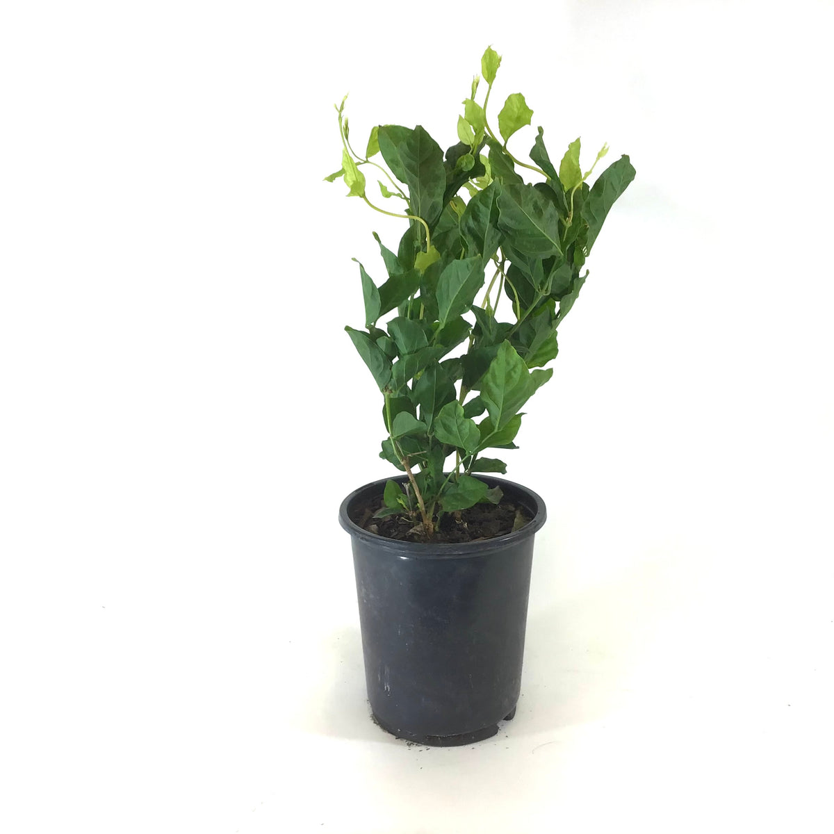 Jasmine, 6in, Belle of India - Floral Acres Greenhouse & Garden Centre