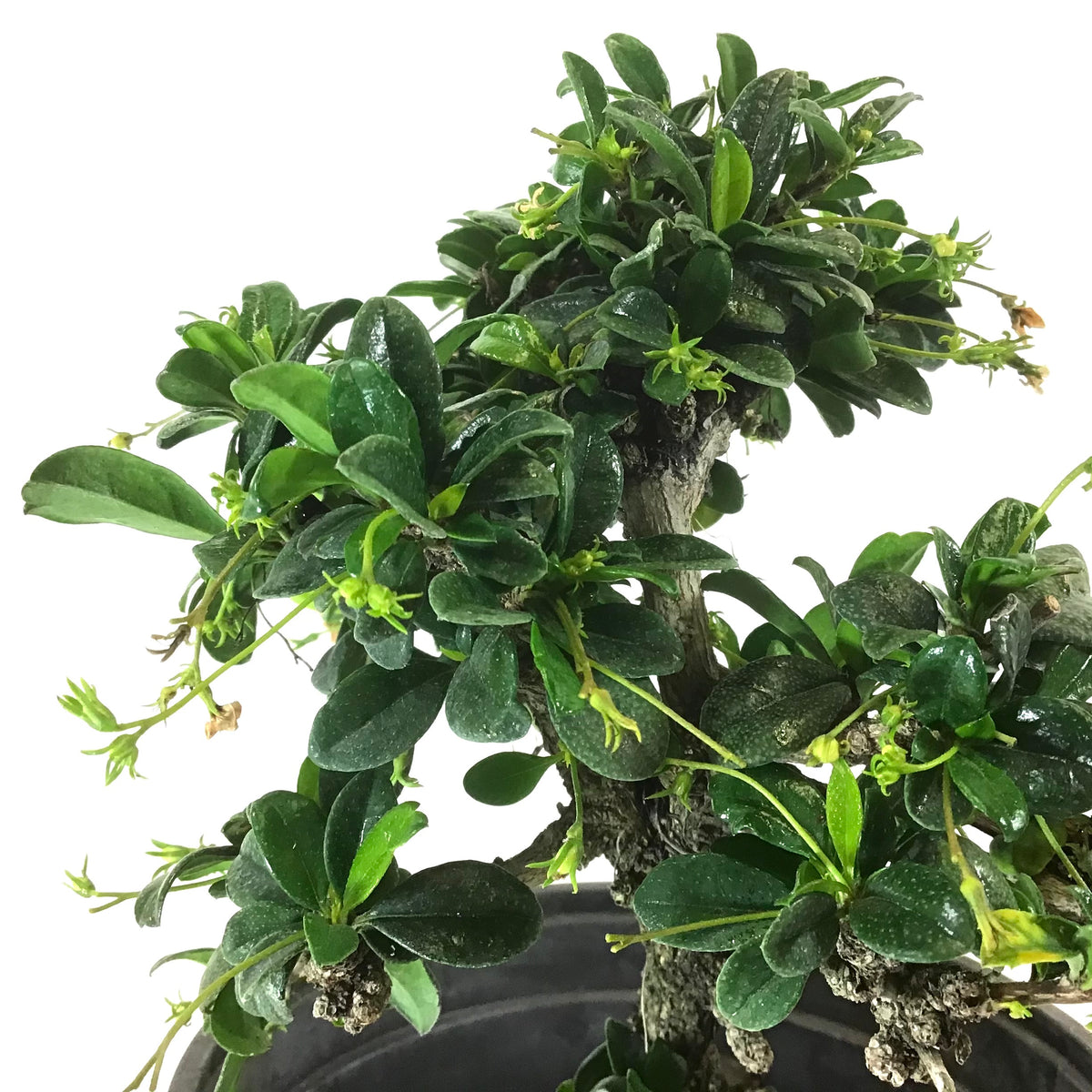 Bonsai, 6in, Fukein Tea - Floral Acres Greenhouse & Garden Centre
