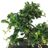 Bonsai, 6in, Fukein Tea - Floral Acres Greenhouse & Garden Centre