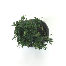 Load image into Gallery viewer, Bonsai, 6in, Fukein Tea - Floral Acres Greenhouse &amp; Garden Centre
