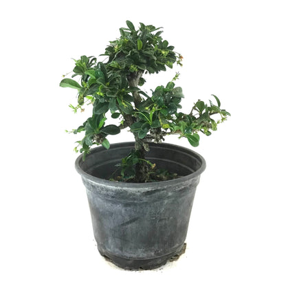 Bonsai, 6in, Fukein Tea - Floral Acres Greenhouse & Garden Centre