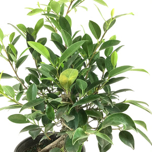 Bonsai, 6in, Ficus Retusa - Floral Acres Greenhouse & Garden Centre