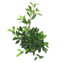 Load image into Gallery viewer, Bonsai, 6in, Ficus Retusa - Floral Acres Greenhouse &amp; Garden Centre
