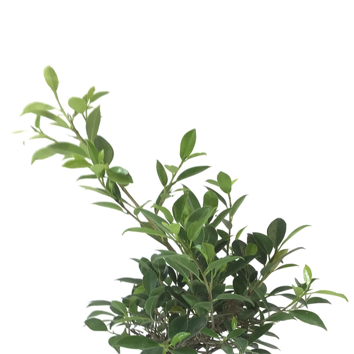 Bonsai, 6in, Ficus Retusa - Floral Acres Greenhouse & Garden Centre