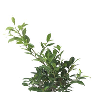 Bonsai, 6in, Ficus Retusa - Floral Acres Greenhouse & Garden Centre