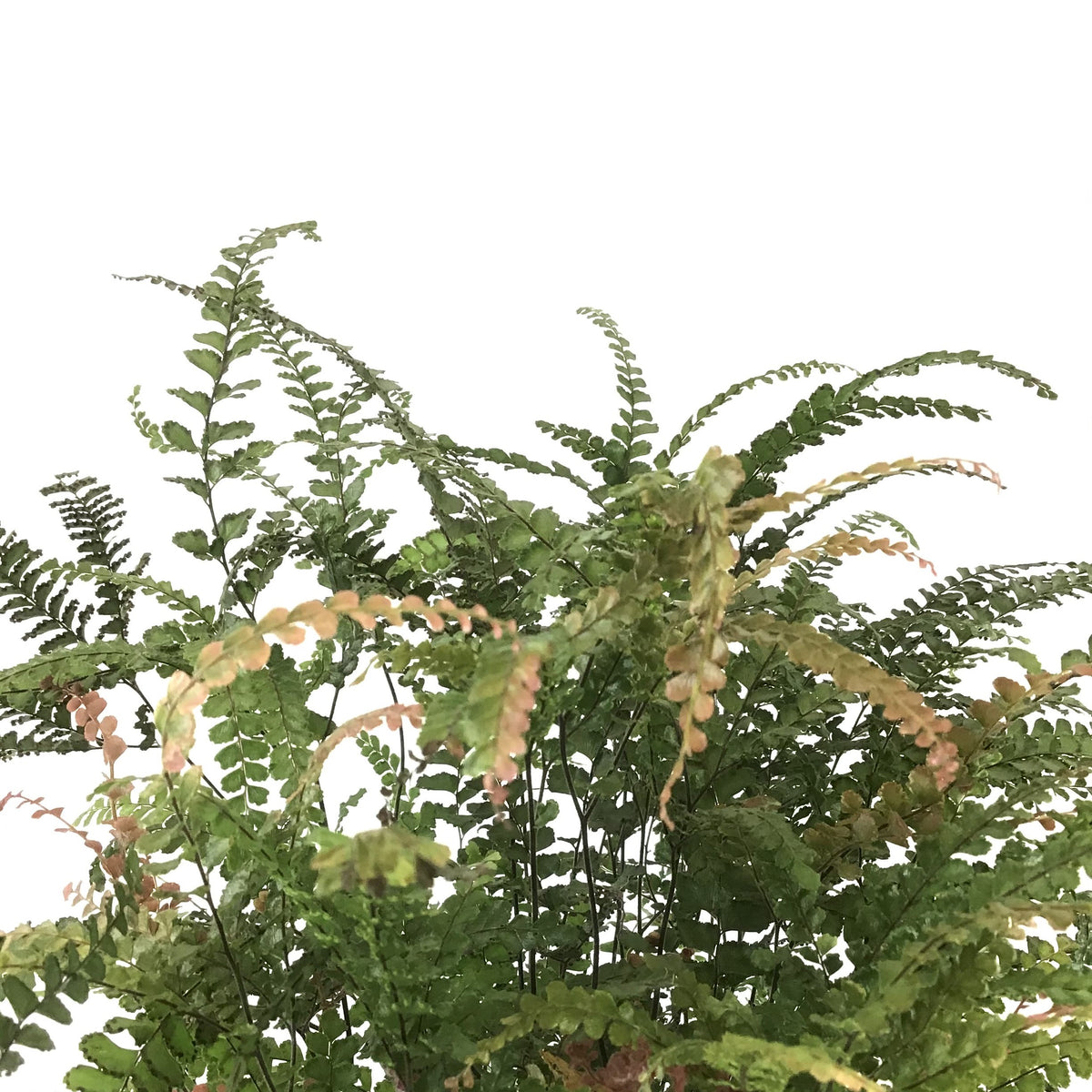 Fern, 6in, Maidenhair Ruby - Floral Acres Greenhouse & Garden Centre
