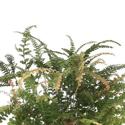 Fern, 6in, Maidenhair Ruby - Floral Acres Greenhouse & Garden Centre