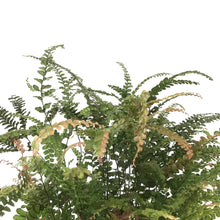 Load image into Gallery viewer, Fern, 6in, Maidenhair Ruby - Floral Acres Greenhouse &amp; Garden Centre
