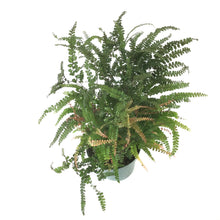 Load image into Gallery viewer, Fern, 6in, Maidenhair Ruby - Floral Acres Greenhouse &amp; Garden Centre
