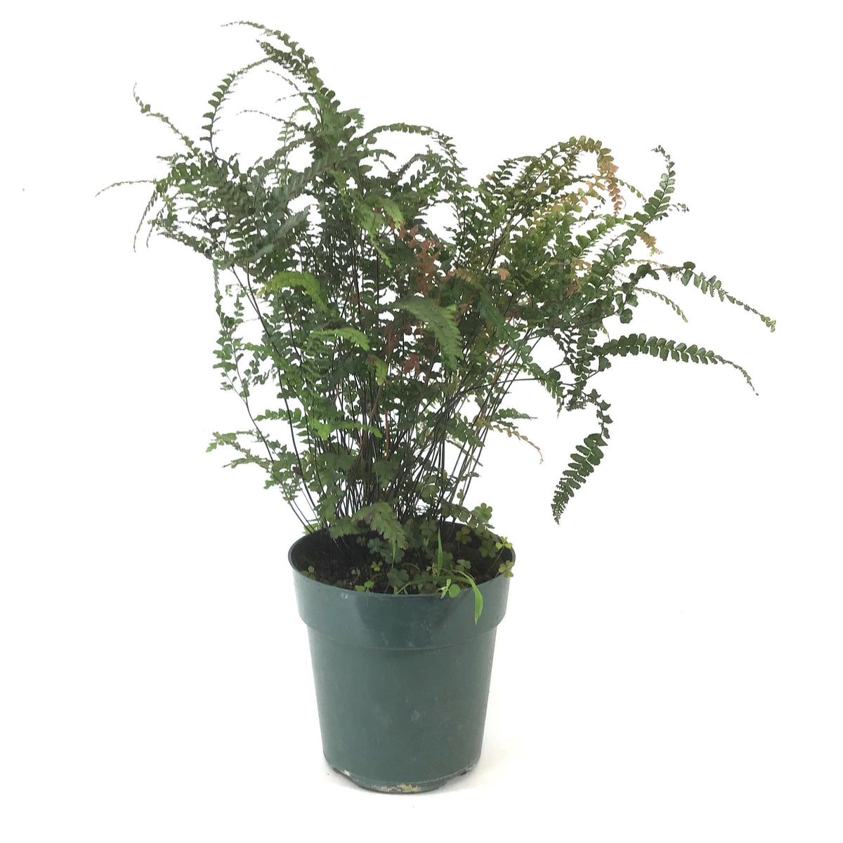 Fern, 6in, Maidenhair Ruby - Floral Acres Greenhouse & Garden Centre