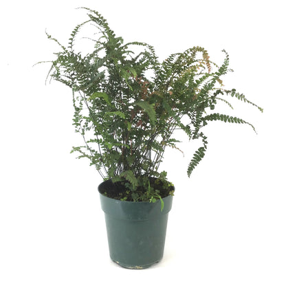 Fern, 6in, Maidenhair Ruby - Floral Acres Greenhouse & Garden Centre