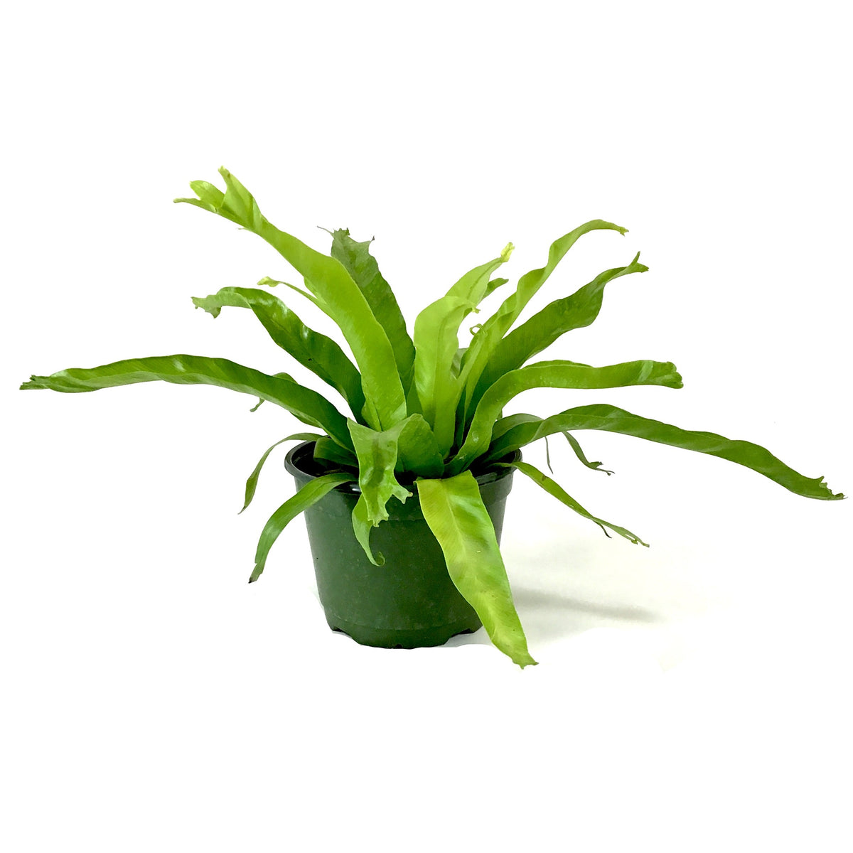 Fern, 6in, Crested Japanese Bird's Nest - Floral Acres Greenhouse & Garden Centre