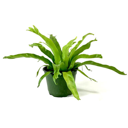 Fern, 6in, Crested Japanese Bird's Nest - Floral Acres Greenhouse & Garden Centre