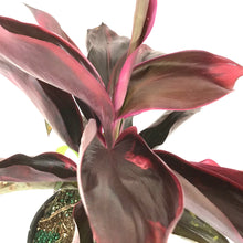 Load image into Gallery viewer, Cordyline, 6in, Ruby - Floral Acres Greenhouse &amp; Garden Centre
