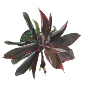 Cordyline, 6in, Ruby - Floral Acres Greenhouse & Garden Centre