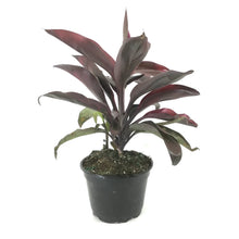 Load image into Gallery viewer, Cordyline, 6in, Ruby - Floral Acres Greenhouse &amp; Garden Centre
