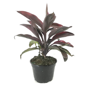 Cordyline, 6in, Ruby - Floral Acres Greenhouse & Garden Centre