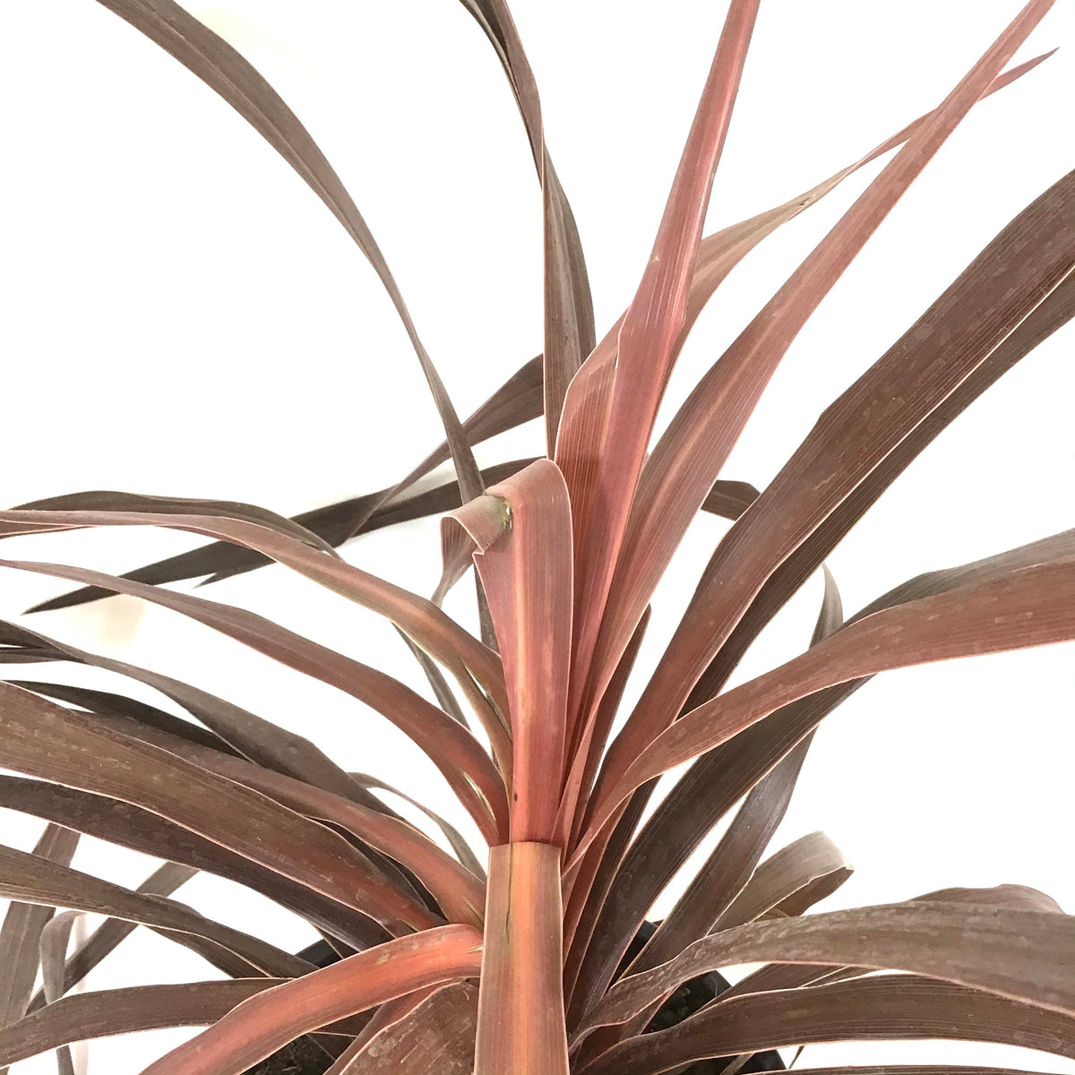 Cordyline, 6in, Red Star - Floral Acres Greenhouse & Garden Centre