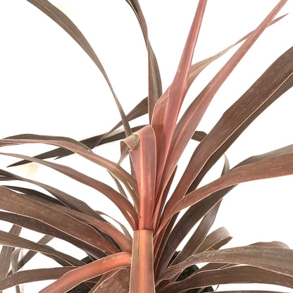 Cordyline, 6in, Red Star - Floral Acres Greenhouse & Garden Centre