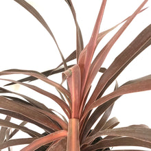 Load image into Gallery viewer, Cordyline, 6in, Red Star - Floral Acres Greenhouse &amp; Garden Centre
