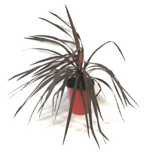 Cordyline, 6in, Red Star - Floral Acres Greenhouse & Garden Centre