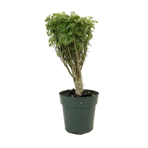 Aralia, 6in, Ming Gold - Floral Acres Greenhouse & Garden Centre