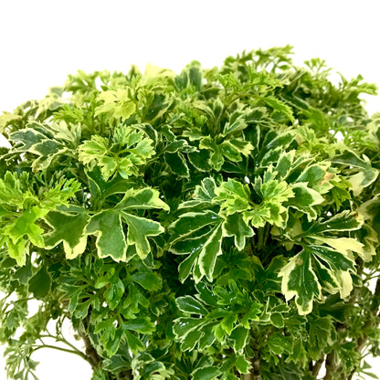Aralia, 6in, Ming Gold - Floral Acres Greenhouse & Garden Centre