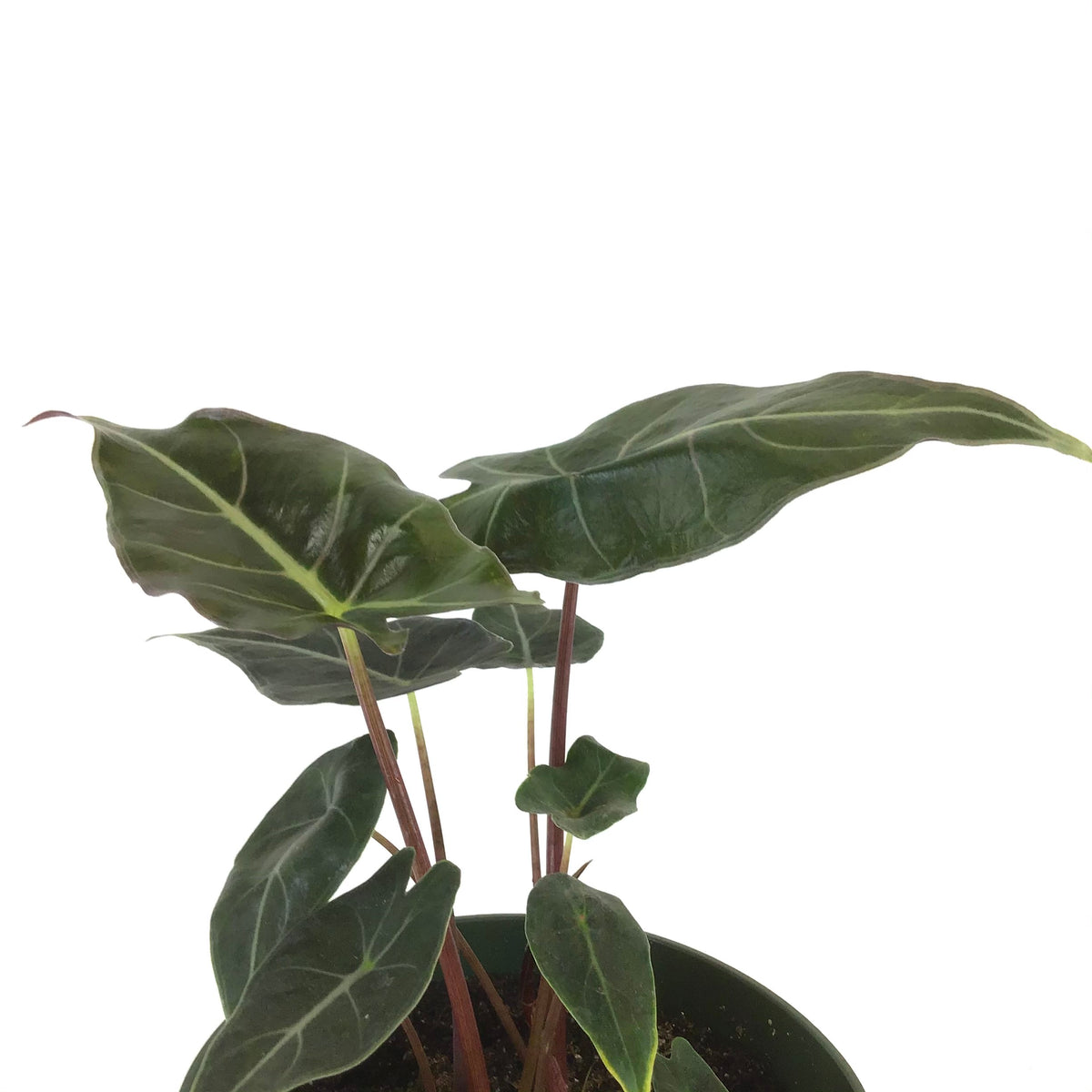 Alocasia, 6in, Dragon's Tooth Longiloba - Floral Acres Greenhouse & Garden Centre