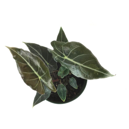 Alocasia, 6in, Dragon's Tooth Longiloba - Floral Acres Greenhouse & Garden Centre