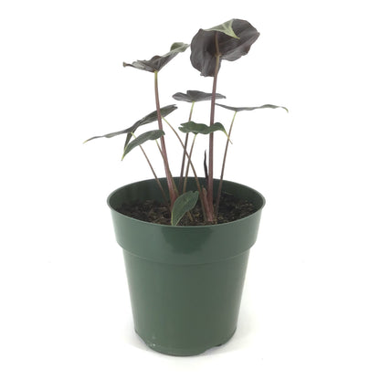 Alocasia, 6in, Dragon's Tooth Longiloba - Floral Acres Greenhouse & Garden Centre
