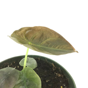 Alocasia, 6in, Cuprea - Floral Acres Greenhouse & Garden Centre