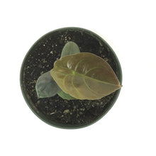 Load image into Gallery viewer, Alocasia, 6in, Cuprea - Floral Acres Greenhouse &amp; Garden Centre
