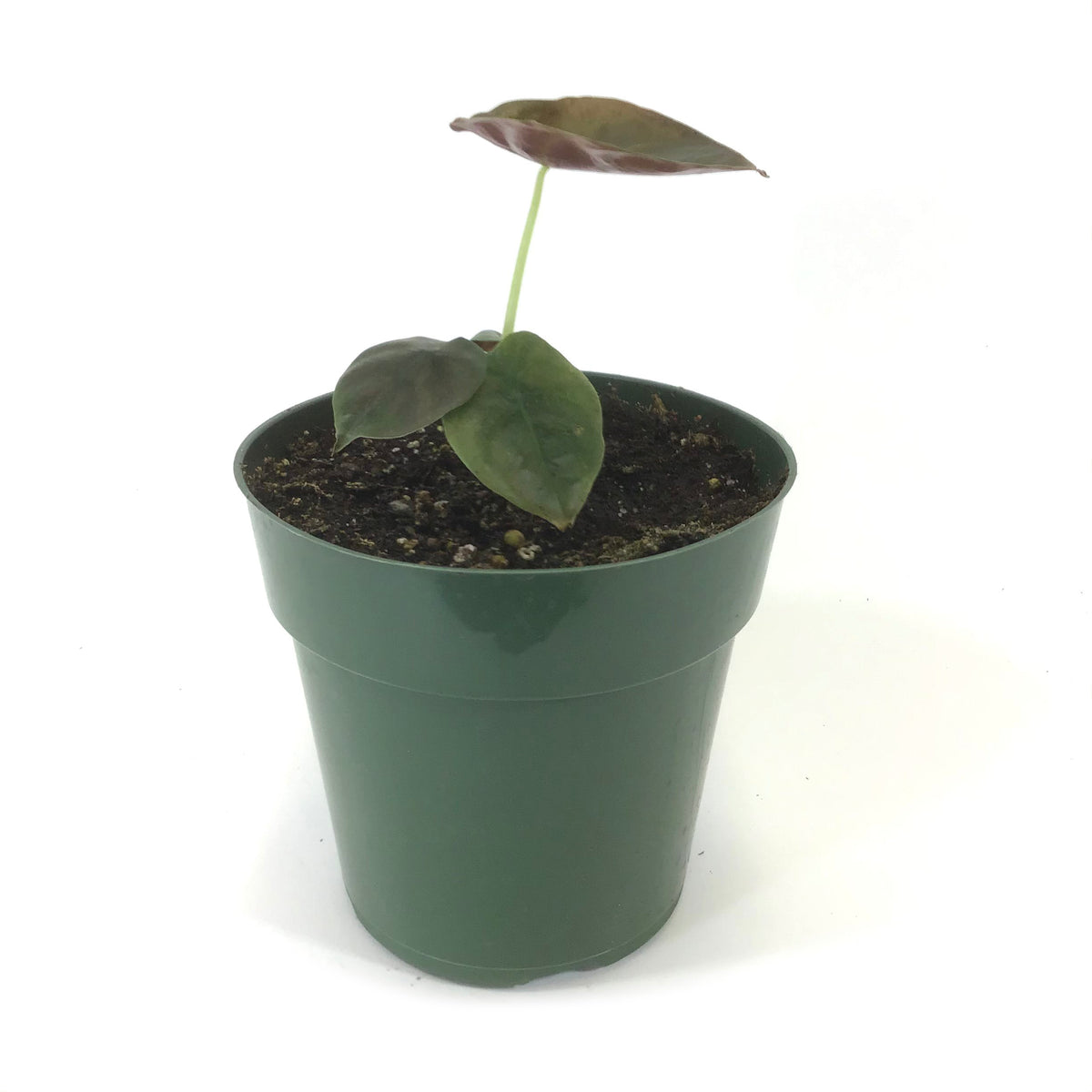 Alocasia, 6in, Cuprea