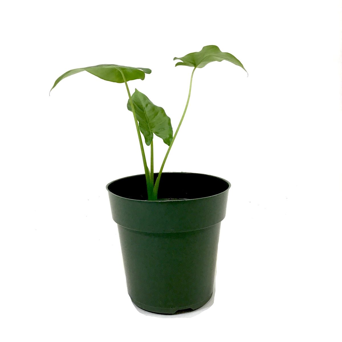 Alocasia, 6in, Borneo Giant - Floral Acres Greenhouse & Garden Centre
