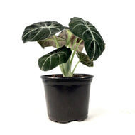 Alocasia, 6in, Black Velvet - Floral Acres Greenhouse & Garden Centre