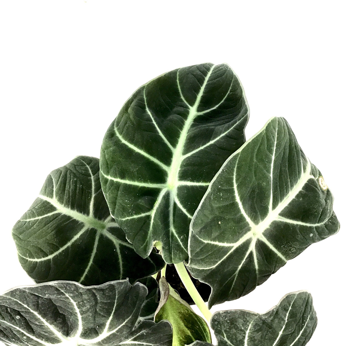 Alocasia, 6in, Black Velvet - Floral Acres Greenhouse & Garden Centre