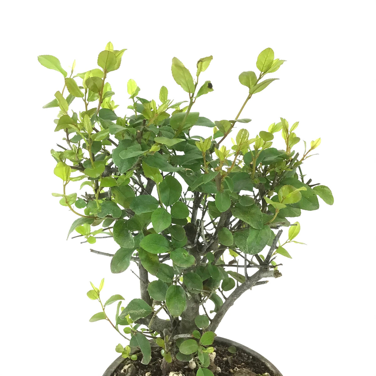 Bonsai, 4in, Sageretia Theezans Stump - Floral Acres Greenhouse & Garden Centre