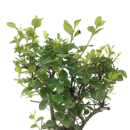Bonsai, 4in, Sageretia Theezans Stump - Floral Acres Greenhouse & Garden Centre