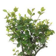 Bonsai, 4in, Sageretia Theezans Stump - Floral Acres Greenhouse & Garden Centre