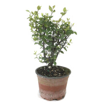 Load image into Gallery viewer, Bonsai, 4in, Sageretia Theezans Stump - Floral Acres Greenhouse &amp; Garden Centre
