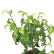 Bonsai, 4in, Ficus Too Little - Floral Acres Greenhouse & Garden Centre