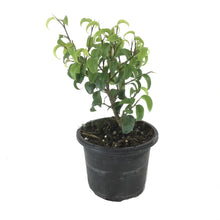 Load image into Gallery viewer, Bonsai, 4in, Ficus Too Little - Floral Acres Greenhouse &amp; Garden Centre
