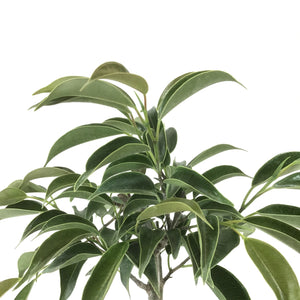 Bonsai, 4in, Ficus Oriental - Floral Acres Greenhouse & Garden Centre