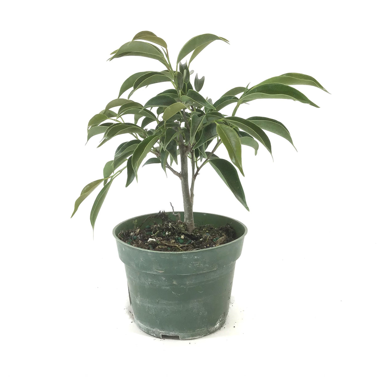 Bonsai, 4in, Ficus Oriental - Floral Acres Greenhouse & Garden Centre