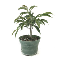 Load image into Gallery viewer, Bonsai, 4in, Ficus Oriental - Floral Acres Greenhouse &amp; Garden Centre
