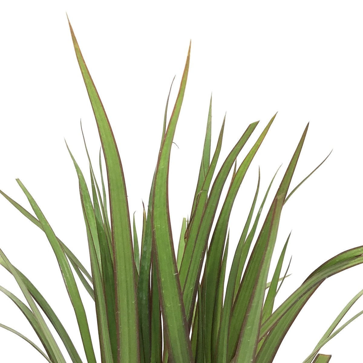 Dracaena, 4in, Marginata Tips 3ppp - Floral Acres Greenhouse & Garden Centre