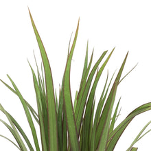 Load image into Gallery viewer, Dracaena, 4in, Marginata Tips 3ppp - Floral Acres Greenhouse &amp; Garden Centre
